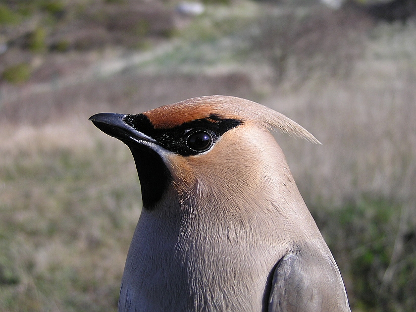 Bohemian Waxwing, Sundre 20050513